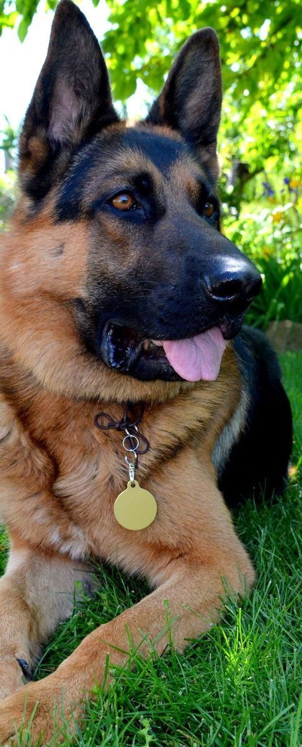 Kółko blaszka dla pupila złota 3,8cm z miejscem na grawer Kółko gold  XL. Blaszka w formie adresówki, identyfikatora dla psa. Blaszka z miejscem na grawer. Na adresówce możemy wygrawerować np. imię psa i nr telefonu do właścic.jpg